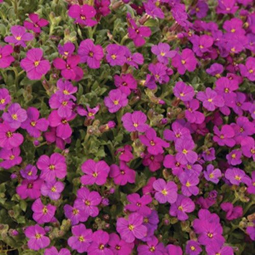 Aubriète Regado Red - Bakker