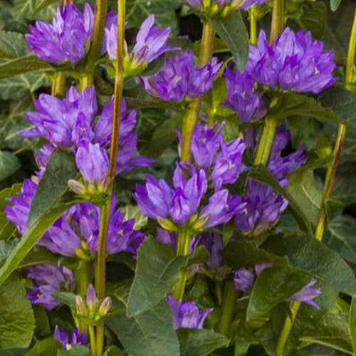 Campanule agglomérée Freya - Bakker