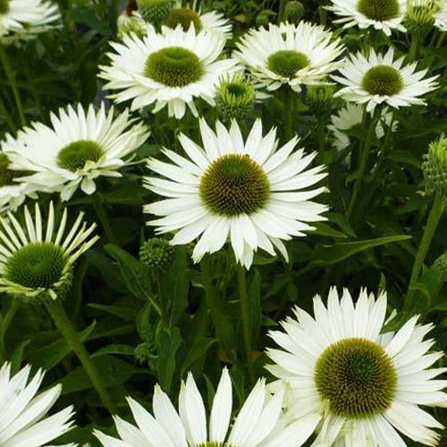 Echinacée pourpre Virgin - Bakker