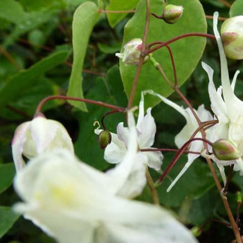 Epimedium à grandes fleurs - Bakker
