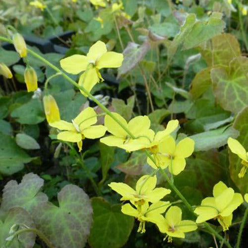 Epimedium perralderianum - Bakker