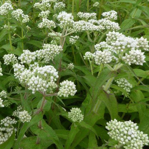 Eupatoire perfoliée - Bakker