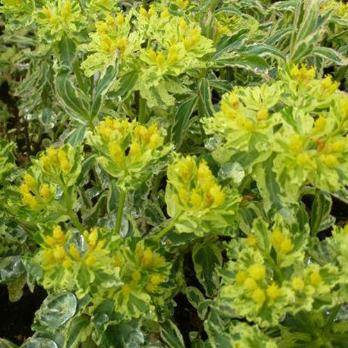 Euphorbe polychrome Variegata - Bakker