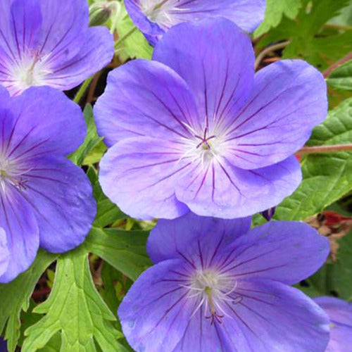 Géranium vivace Eureka Blue - Bakker