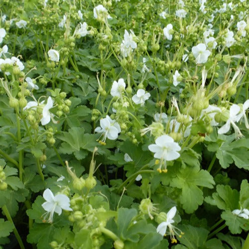 Bakker - Geranium vivace White Ness - Geranium macrorrhizum white ness - Plantes d'extérieur