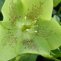 Bakker - Hellébore d'Orient vert-moucheté - Helleborus orientalis green spotted - Terrasses et balcons
