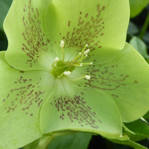 Helleborus orientalis Green Spotted - Hellébore d'Orient vert-moucheté - Hellébore - Rose de Noël