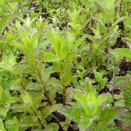 Menthe verte frisée - Bakker