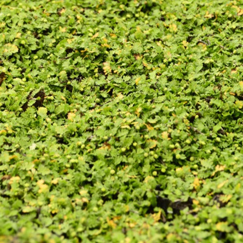 Cotule dioique Minima Cotule naine - Leptinella dioica minima - Bakker