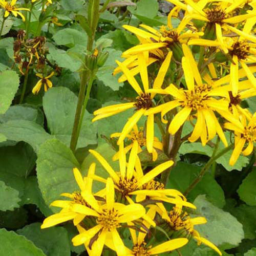 Ligulaire Gregynog Gold - Bakker