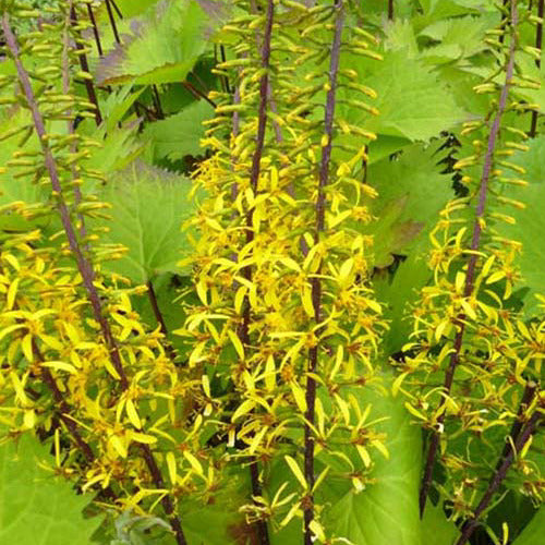 Ligularia stenocephala the rocket - Ligulaire du Shavalski The Rocket - Plantes vivaces