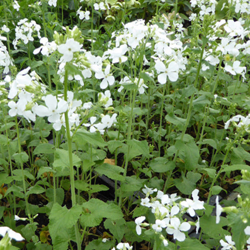 Lunaria annua albiflora - Monnaie du Pape à fleurs blanches - Plantes vivaces