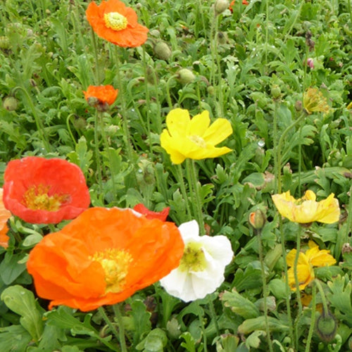 Pavot d'Islande Gartenzwerg - Bakker