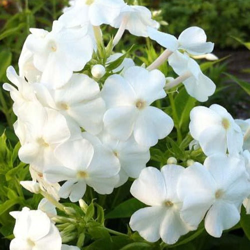 Phlox paniculé David - Bakker