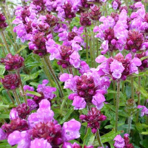 Prunelle à grandes fleurs Altenberg Rosa - Bakker
