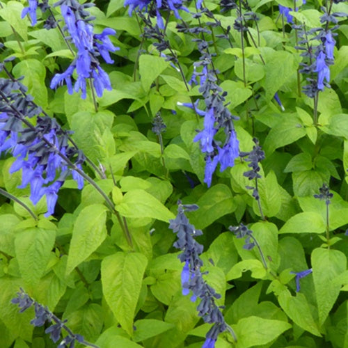 Sauge guarani Black and Blue - Bakker