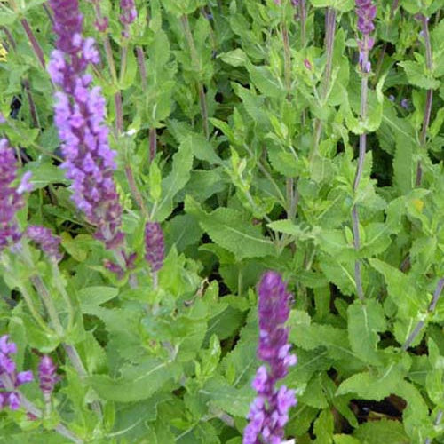 Sauge des bois Amethyst - Bakker