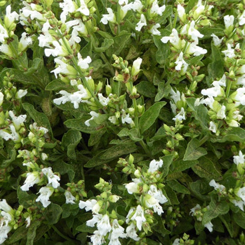 Bakker - Sauge officinale à fleurs blanches - Salvia officinalis albiflora - Plantes d'extérieur