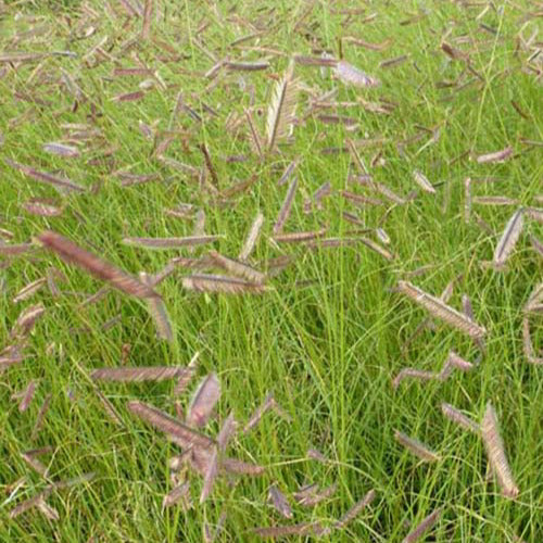 Bouteloua gracilis - Boutelou gracieux - Plantes vivaces