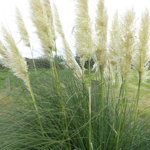 Herbe de la pampa argentée Sunningdale Silver - Bakker