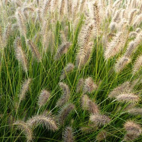 Herbe aux écouvillons Gelbstiel - Pennisetum - Bakker