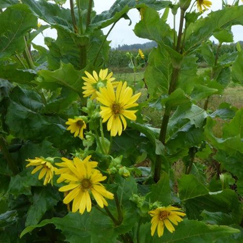 Silphe perfolié - Bakker