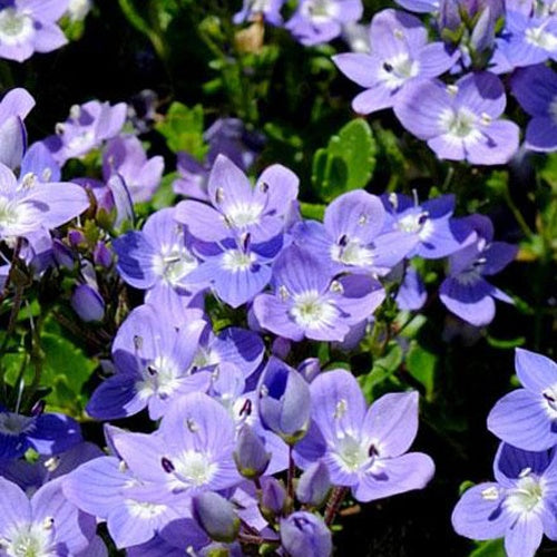 Véronique Liwanensis - Bakker