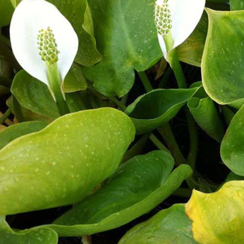 Arum d'eau - Bakker