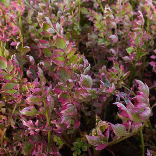 Oenanthe fistuleuse Flamingo - Bakker