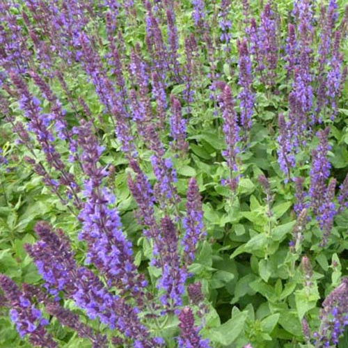 Sauge des bois Blaukonigin - Bakker