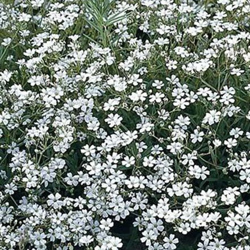 Gypsophile Schneeflocke - Bakker