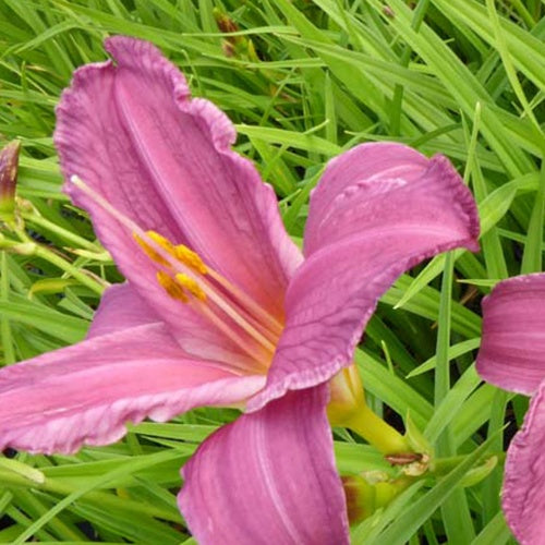 Hémérocalle Summer Wine - Bakker