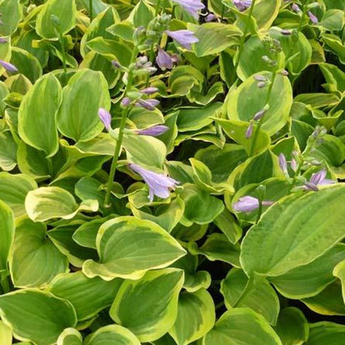 Hosta Golden Tiara - Bakker