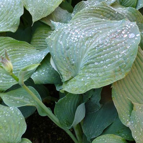 Hosta Blue Angel Funkia - Hosta hybride blue angel - Bakker