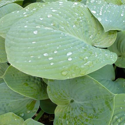Hosta True Blue - Bakker