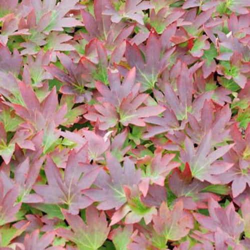 Mukdenia rossii karasuba - Lierre de Mandchourie Karasuba - Plantes vivaces