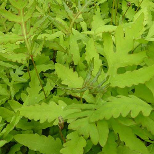 Bakker - Onoclea - Fougère - Onoclea sensibilis - Plantes d'intérieur