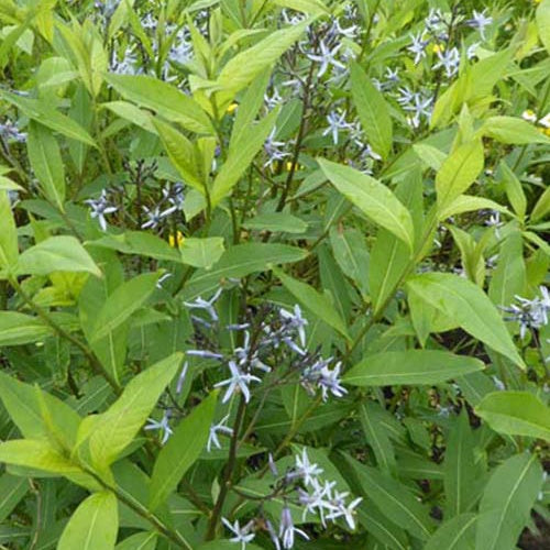 Amsonia tabernaemontana var. salicifolia - Étoile bleue à feuille de saule - Vivaces fleuries
