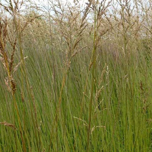 Molinie élevée Fontäne - Bakker