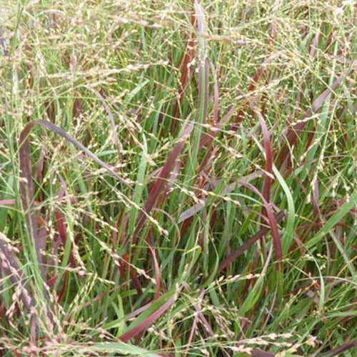 Panic érigé Prairie Fire - Bakker