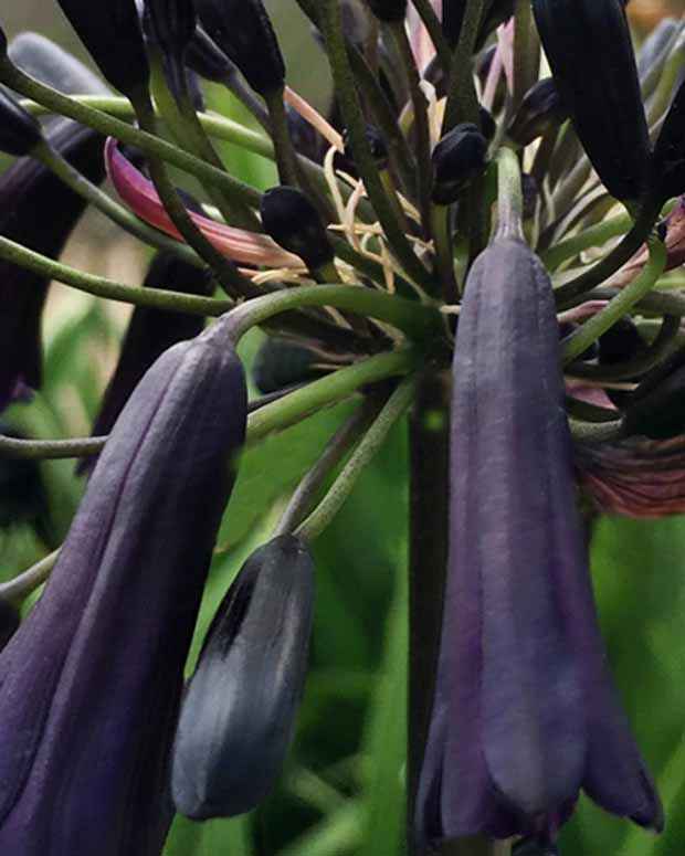 Agapanthe Black Magic - Bakker