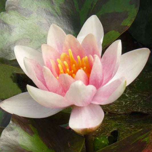 Nénuphar 'Aurora' - Bakker