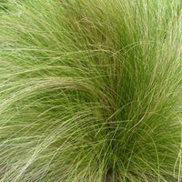 Bakker - Cheveux d'Ange - Stipa tenuissima - Plantes d'extérieur