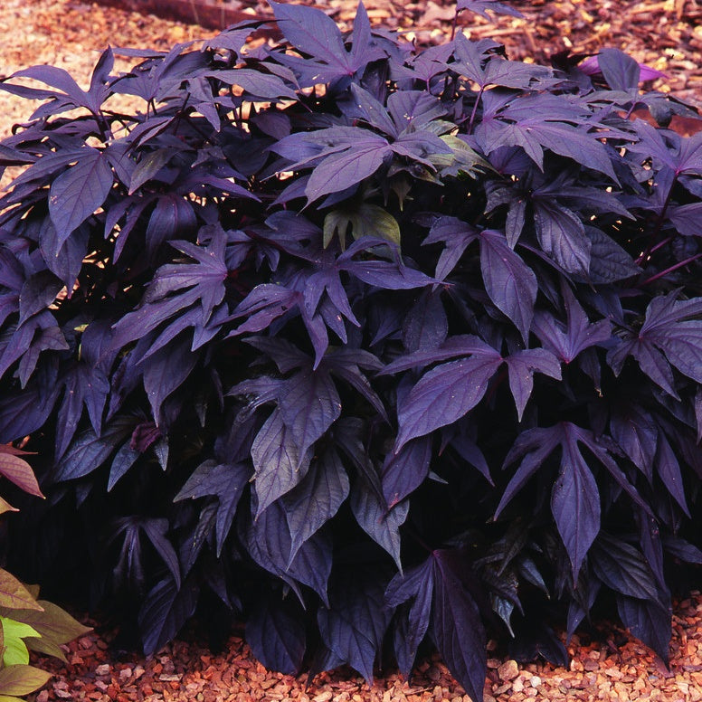 3 Ipomées Sweet Caroline Purple | Bakker.com
