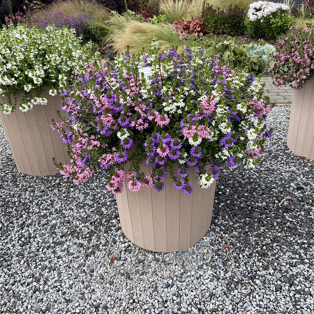 3 Scaevola rose, bleu, blanc en mélange - Scaevola aemula - Bakker