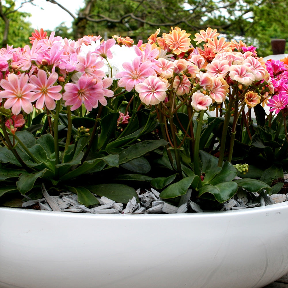 3 Lewisia Elise en mélange - Lewisia cotyledon elise - Bakker
