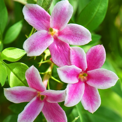 Jasmin Starry Summer Scent - Jasminum x stephanense Starry Summer Scent - Bakker