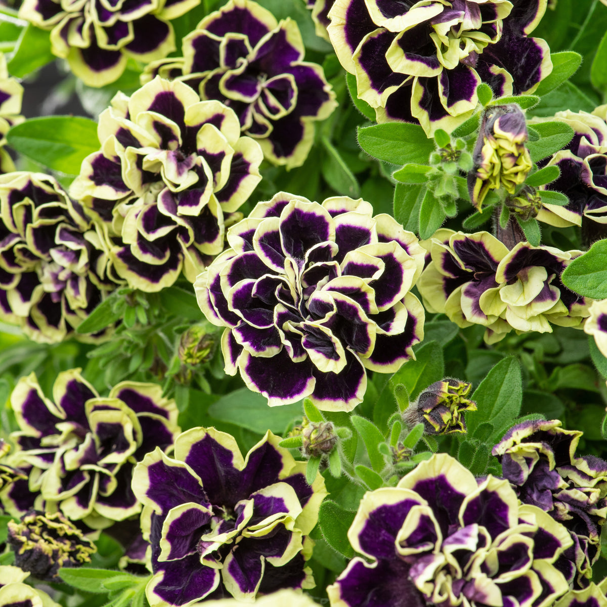 3 Pétunias fleur double noir/jaune - Petunia Midnight Gold - Bakker