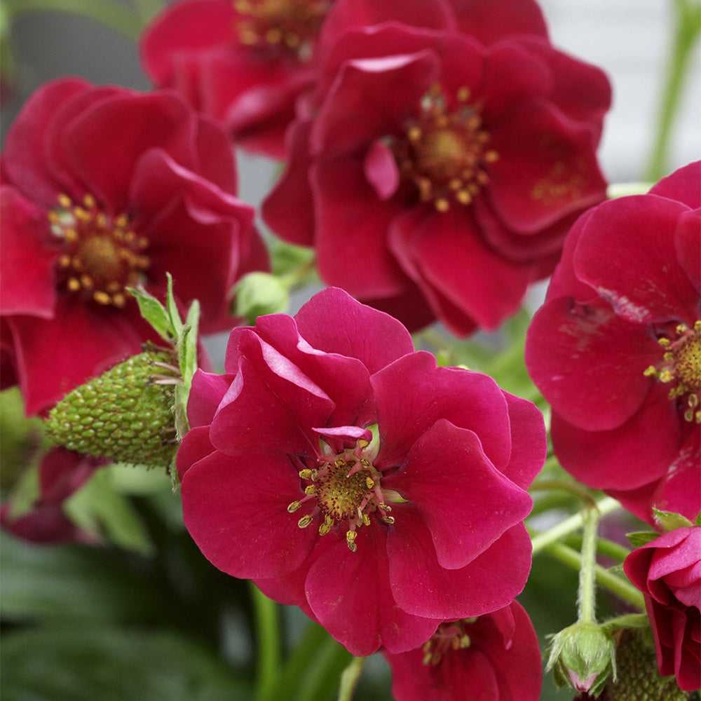 Fragaria summer breeze® rose - 3 Fraisiers Summer Breeze - Fraisiers