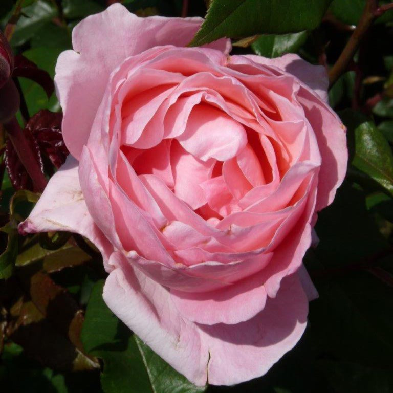 Rosier Queen Elisabeth - Bakker